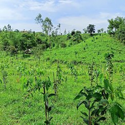 Afforestation for Sustainable Forests and Livelihoods (SUFAL) Project under the Climate Change Adaptation and Disaster Risk Reduction (DRR)