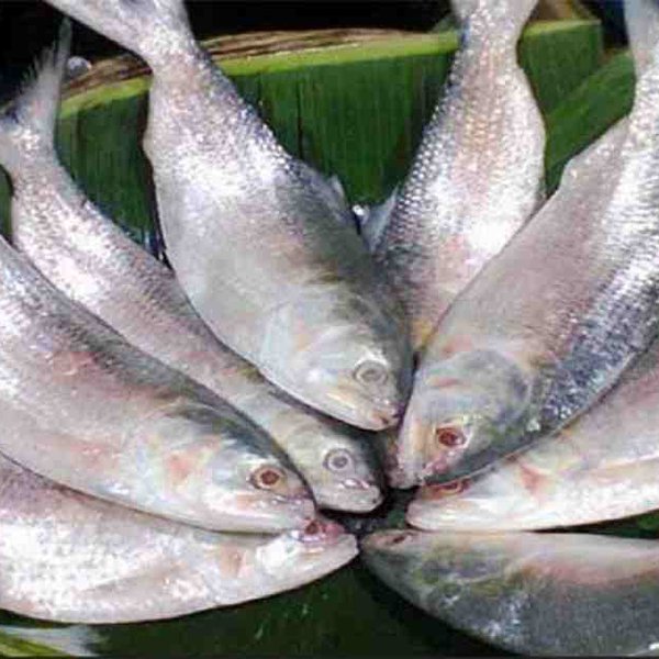 Investing in Hilsa fishery as an Economic Infrastructure for Bangladesh